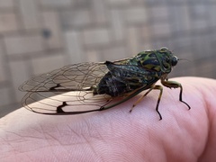 Amphipsalta