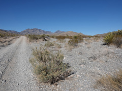 Ericameria paniculata