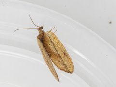 Drepanacra binocula