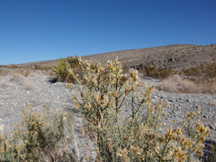 Ericameria paniculata