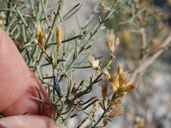 Ericameria paniculata