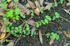 Clinopodium douglasii