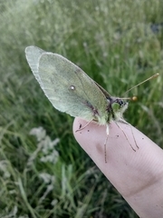 Colias vauthierii