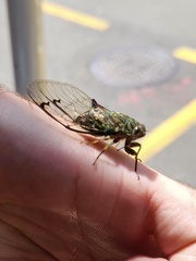 Amphipsalta