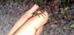 Laphriini