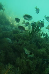Notolabrus tetricus