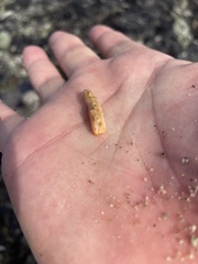 Eupentacta quinquesemita