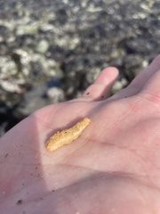 Eupentacta quinquesemita