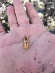 Eupentacta quinquesemita