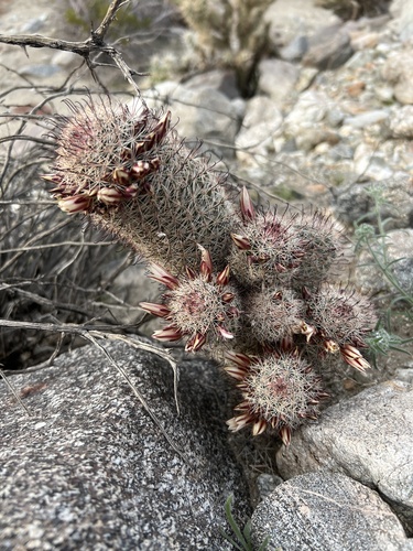 iNaturalist observation photo of Peninsular fishhook cactus