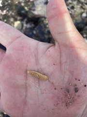 Eupentacta quinquesemita