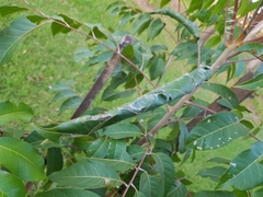 Pingasa chlora
