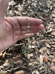 Polygonum sawatchense
