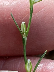 Polygonum sawatchense
