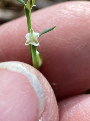 Polygonum sawatchense
