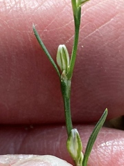 Polygonum sawatchense