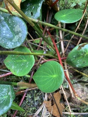 Peperomia hernandiifolia