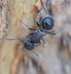 Polyrhachis punctiventris