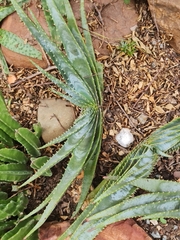 Aloe suprafoliata