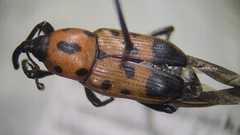 Rhodobaenus quinquepunctatus