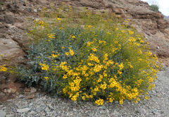 Encelia farinosa