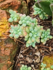 Sedum burrito