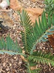 Encephalartos altensteinii