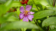 Melastoma malabathricum
