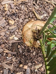 Encephalartos altensteinii