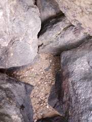 Sonorella allynsmithi