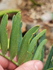 Encephalartos altensteinii
