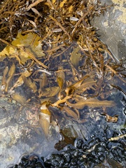 Carpophyllum maschalocarpum