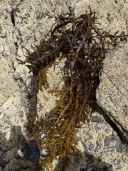 Carpophyllum maschalocarpum