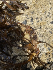 Carpophyllum maschalocarpum