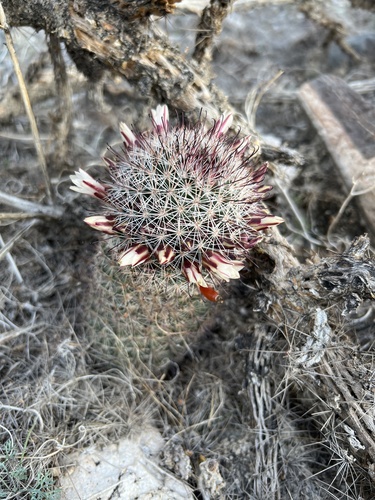 iNaturalist observation photo of Peninsular fishhook cactus