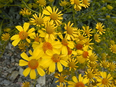 Encelia farinosa