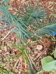 Cycas panzhihuaensis