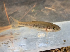 Clinostomus funduloides