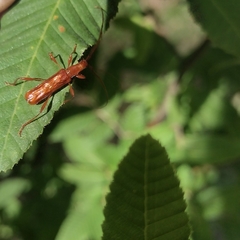 Chenoderus testaceus