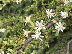 Olearia solandri
