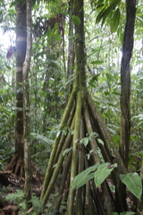 Socratea exorrhiza
