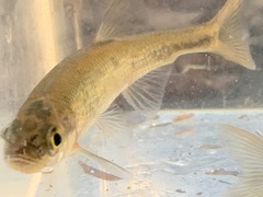 Clinostomus funduloides