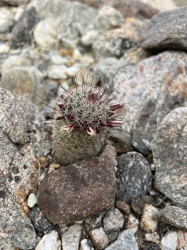 iNaturalist observation photo of Peninsular fishhook cactus