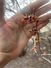 Hamamelis vernalis