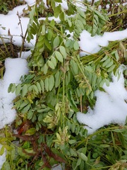 Astragalus americanus