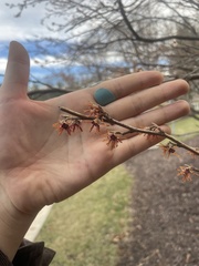 Hamamelis vernalis