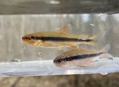 Notropis lutipinnis