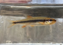 Notropis lutipinnis