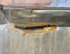 Notropis lutipinnis