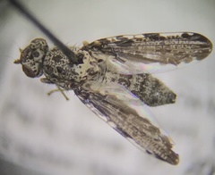 Callopistromyia strigula